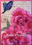 Rose Pivoine - 65x95